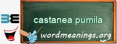 WordMeaning blackboard for castanea pumila